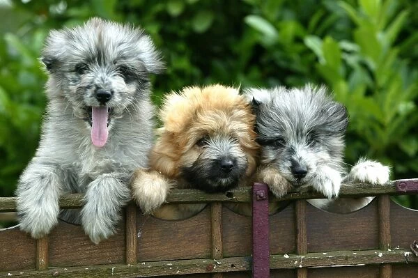 Little Pyrennean Sheepdogs - Looking over fence