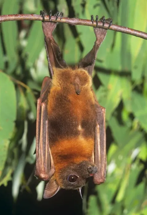 Framed Print : Little Red Flying Fox Framed Print : Little Red Flying Fox