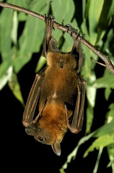Little Red Flying Fox - Roosting, Northern Australia, Northern and Eastern Australia JPF28867