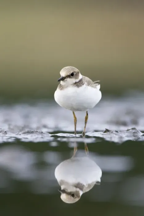 Framed Print : Little Ringed Plover Framed Print : Little Ringed Plover