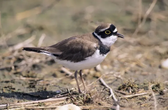 Framed Print : Little Ringed Plover - adult calling Framed Print : Little Ringed Plover - adult calling