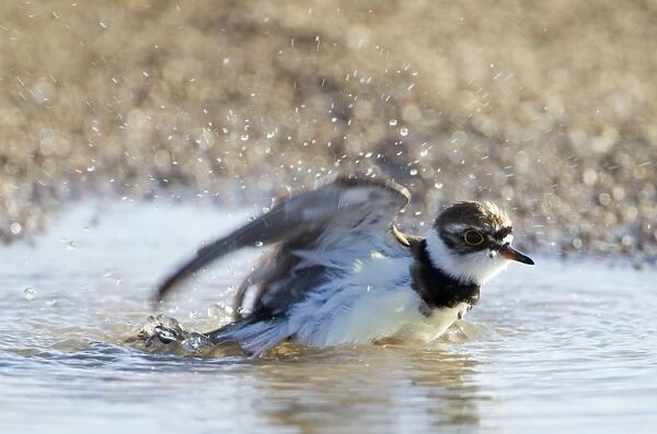 Little-ringed Plover - bathing in puddle - April - Cyprus