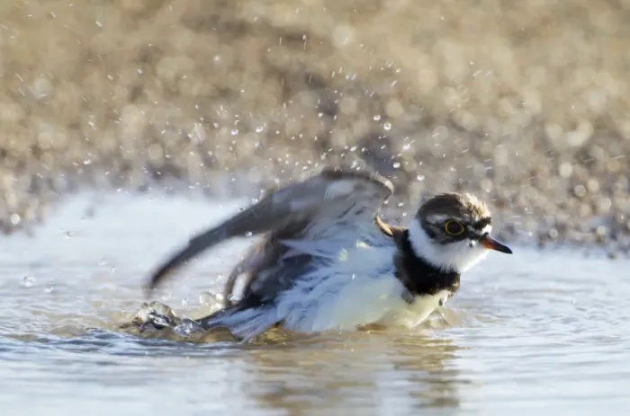 Framed Print : Little-ringed Plover - bathing in puddle - April - Cyprus Framed Print : Little-ringed Plover - bathing in puddle - April - Cyprus