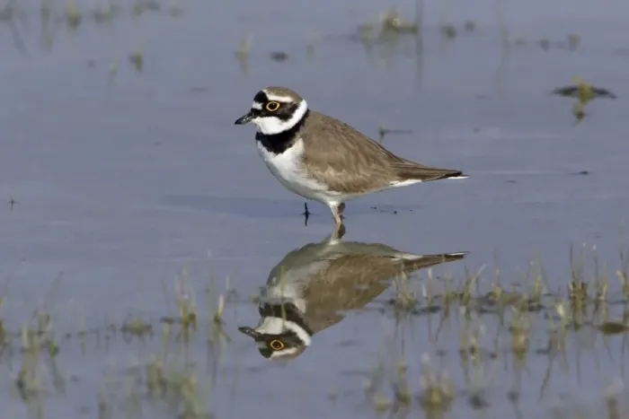 Framed Print : Little Ringed Plover- bird's reflection in lake, Neusiedler See NP, Austria Framed Print : Little Ringed Plover- bird's reflection in lake, Neusiedler See NP, Austria