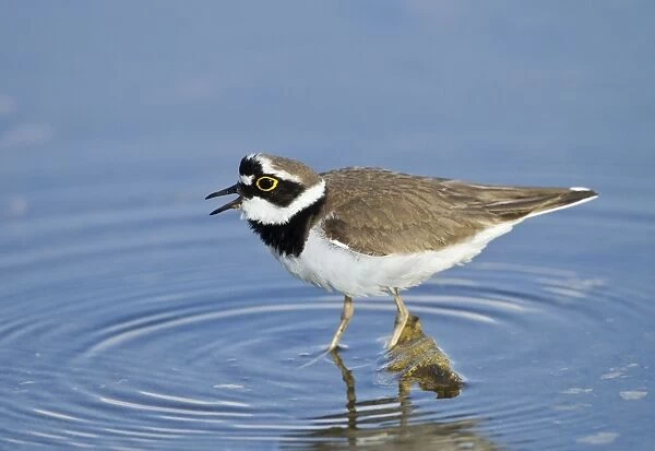 Little-ringed Plover - calling - April - Cyprus