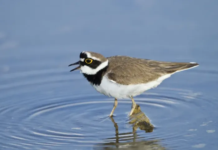 Framed Print : Little-ringed Plover - calling - April - Cyprus Framed Print : Little-ringed Plover - calling - April - Cyprus