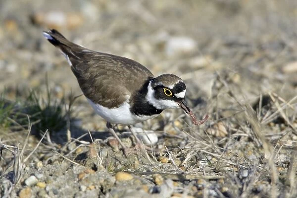 Little Ringed Plover- with caught worm, Neusiedler See National Park, Austria