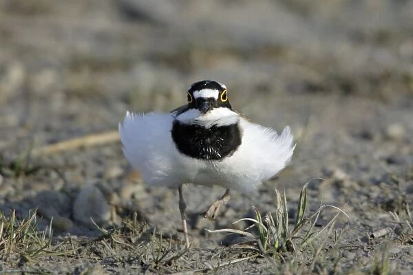 Little Ringed Plover- frontal view, male displaying to female, Neusiedler See NP, Austria