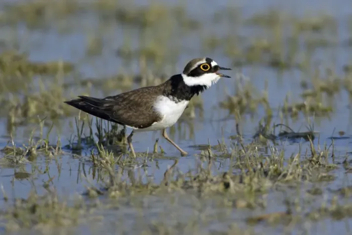 Framed Print : Little Ringed Plover- male bird courtship displaying, Neusiedler See NP, Austria Framed Print : Little Ringed Plover- male bird courtship displaying, Neusiedler See NP, Austria
