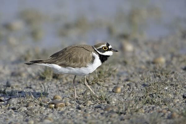 Little Ringed Plover- male displaying to female, Neusiedler See NP, Austria