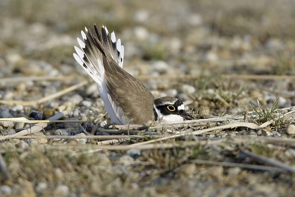 Little Ringed Plover- male displaying to female in nest depression, Neusiedler See NP, Austria
