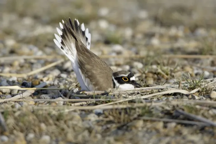 Framed Print : Little Ringed Plover- male displaying to female in nest depression, Neusiedler See NP, Austria Framed Print : Little Ringed Plover- male displaying to female in nest depression, Neusiedler See NP, Austria