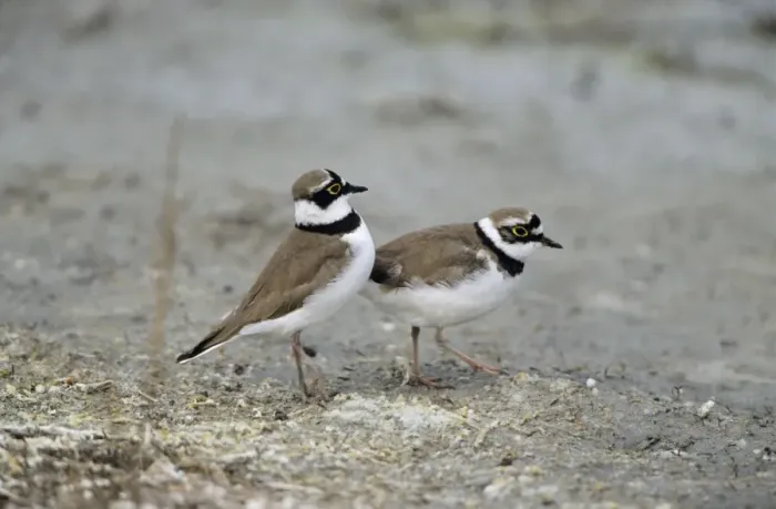 Framed Print : Little Ringed Plover - pair courtship displaying Framed Print : Little Ringed Plover - pair courtship displaying
