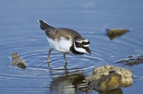 Little-ringed Plover - searching for food - April - Cyprus
