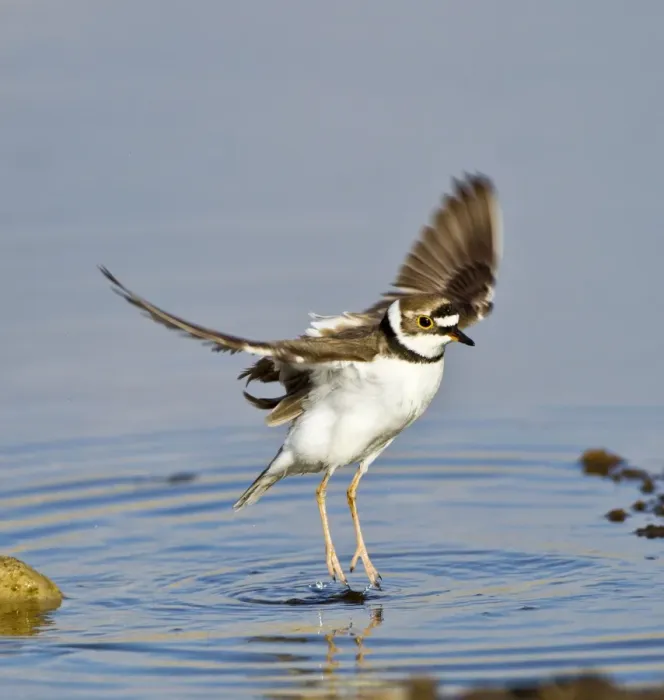 Framed Print : Little-ringed Plover - wing stretching - April - Cyprus Framed Print : Little-ringed Plover - wing stretching - April - Cyprus