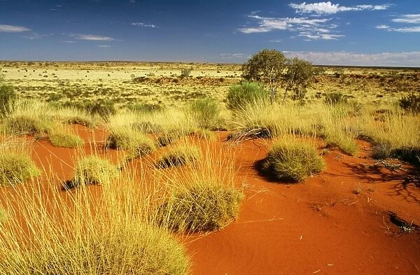 Little Sandy Desert Western Australia JLR02973