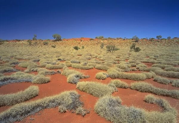 Little Sandy Desert, Western Australia - Spinifex covered sand dunes (Triodia sp. ) JPF28176