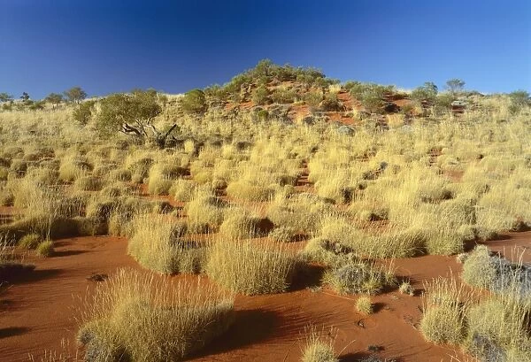 Little Sandy Desert, Western Australia - Spinifex (Triodia sp. ) and vegetated dune JPF28180