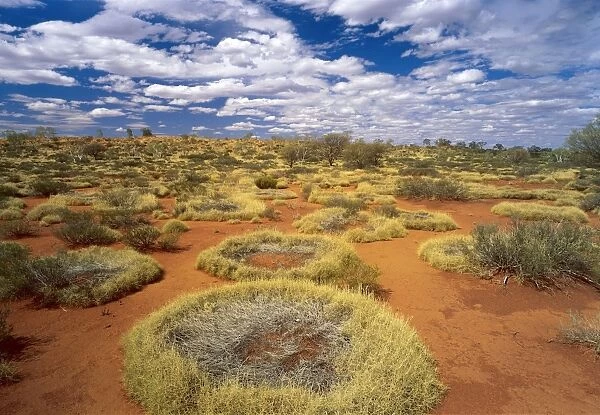 Little Sandy Desert, Western Australia - Spinifex (Triodia sp. ) growing in rings with old growth in centre JPF28207