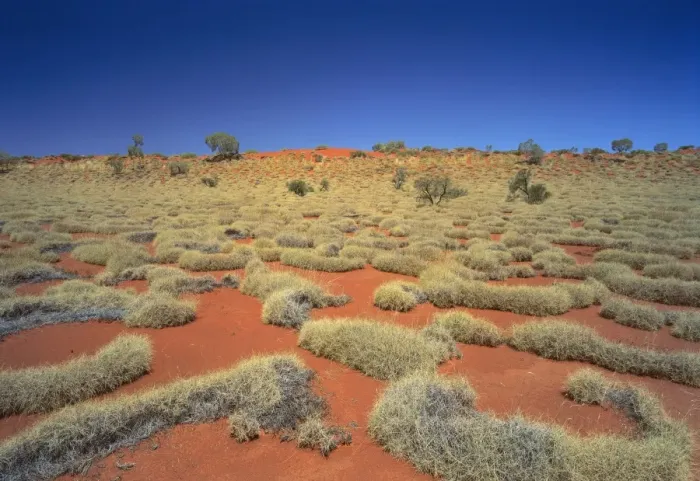 Framed Print : Little Sandy Desert, Western Australia - Spinifex covered sand dunes (Triodia sp. ) JPF28176 Framed Print : Little Sandy Desert, Western Australia - Spinifex covered sand dunes (Triodia sp. ) JPF28176