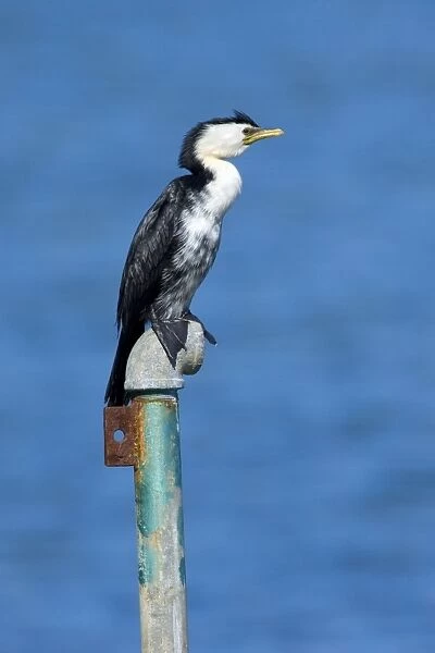 Little Shag sitting on an old pipe looking out Otago Peninsula, South Island, New Zealand