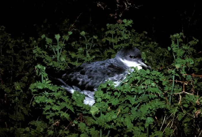 Framed Print : Little shearwater