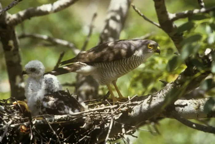 Framed Print : Little Sparrowhawk - with chicks at nest Framed Print : Little Sparrowhawk - with chicks at nest