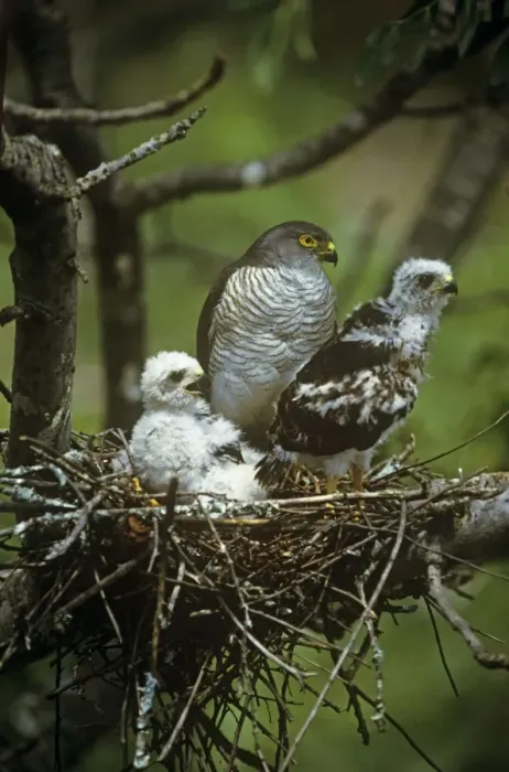 Framed Print : Little Sparrowhawk - with chicks at nest