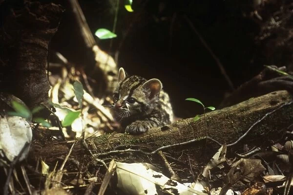 Little Spotted Cat - kitten in entrance to den - Amazonia, Brazil, S. America