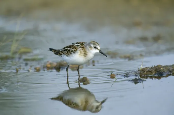 Framed Print : Little Stint Framed Print : Little Stint