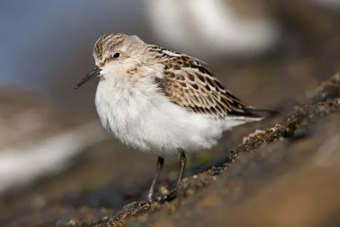 Framed Print : Little Stint - on the shore Framed Print : Little Stint - on the shore