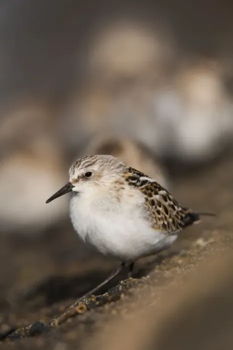 Framed Print : Little Stint - on the shore Framed Print : Little Stint - on the shore