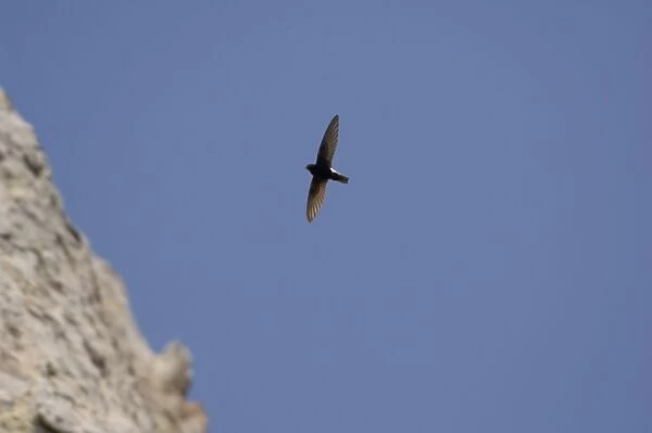 Little Swift - In flight. Southern Spain April