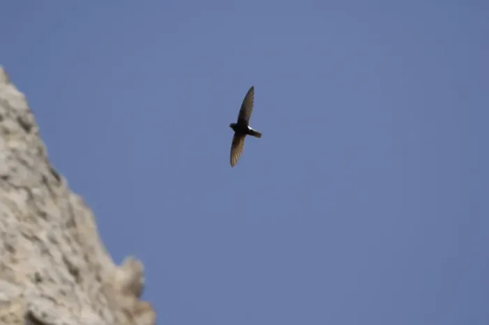 Framed Print : Little Swift - In flight. Southern Spain April Framed Print : Little Swift - In flight. Southern Spain April