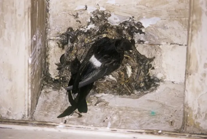 Framed Print : Little Swift - nest-building Framed Print : Little Swift - nest-building