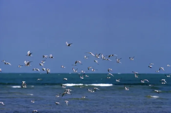 Framed Print : Little Tern Framed Print : Little Tern