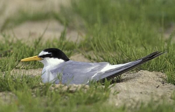 Little Tern - Adult breeding Schiermonnikoog, The Netherlands