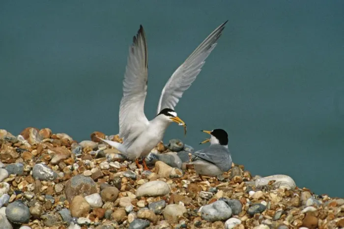 Framed Print : Little Tern - courtship feeding - June - Rye - Kent - UK Framed Print : Little Tern - courtship feeding - June - Rye - Kent - UK