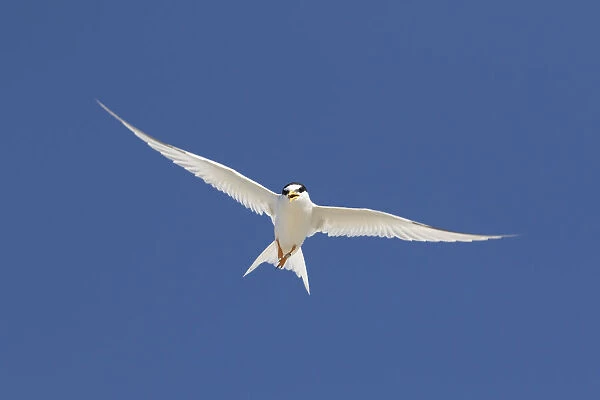 Little Tern flight 02