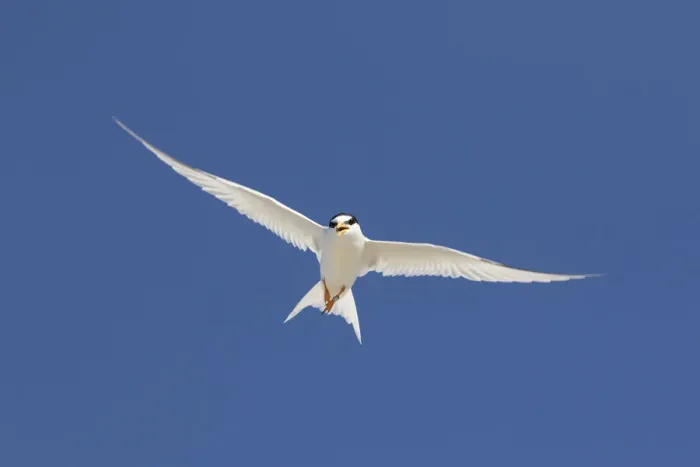 Framed Print : Little Tern flight 02 Framed Print : Little Tern flight 02