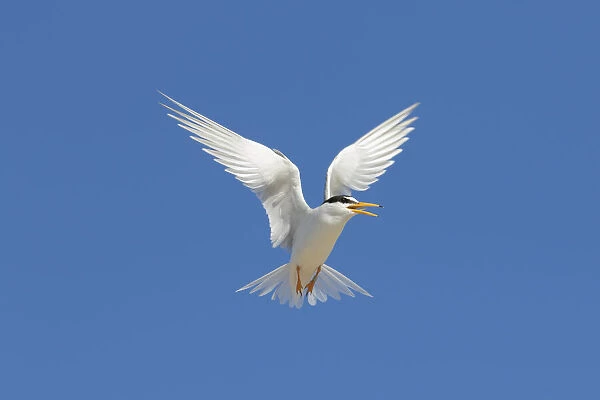 Little Tern flight 07