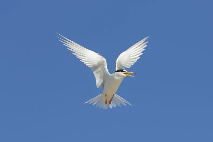 Framed Print : Little Tern flight 07 Framed Print : Little Tern flight 07