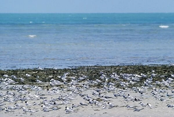 Little Tern - flock on beach