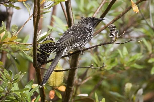 Little Wattlebird At Walkerville North Camping Ground, by the ocean, southern Victoria, Australia
