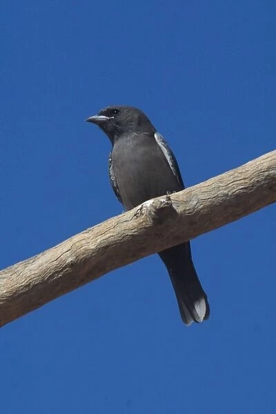 Little Woodswallow At Lajamanu an aboriginal settlement on the northern edge of the Tanami Desert. Northern Territory, Australia. A bird of northern and inland Australia favouring escarpments and gorges