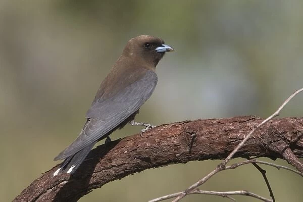 Little Woodswallow At Phillips Range, Gibb River Road, Kimberley, Western Australia