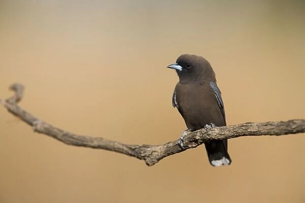 Little Woodswallow Usually found around escarpments but also in open tropical grassy woodlands. Throughout most of Australia except the south. Near Mt Barnett, Gibb River Road, Kimberley, Australia