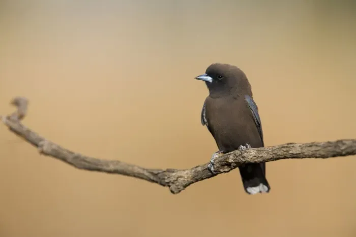 Framed Print : Little Woodswallow Usually found around escarpments but also in open tropical grassy woodlands. Throughout most of Australia except the south. Near Mt Barnett, Gibb River Road, Kimberley, Australia Framed Print : Little Woodswallow Usually found around escarpments but also in open tropical grassy woodlands. Throughout most of Australia except the south. Near Mt Barnett, Gibb River Road, Kimberley, Australia