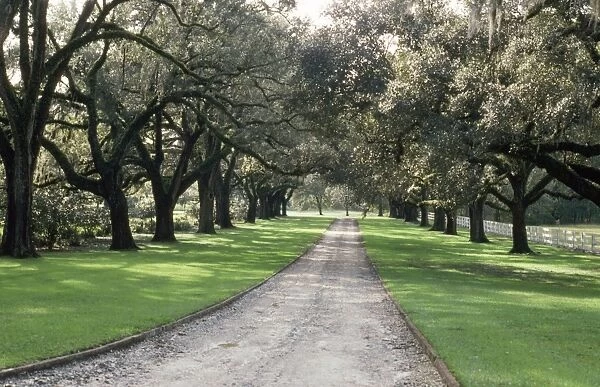 Live Oak Trees - avenue South Carolina, USA