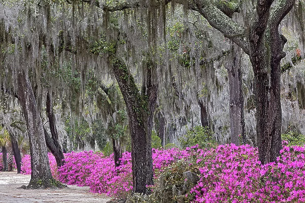 Live oak trees draped in Spanish moss and azaleas in full bloom in spring, Bonaventure Cemetery, Savannah, Georgia Date: 24-03-2013
